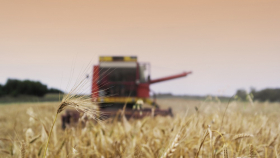 За декабрь экспорт пшеницы из РФ может обновить 4-летний рекорд